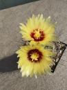 Hamatocactus setispinus